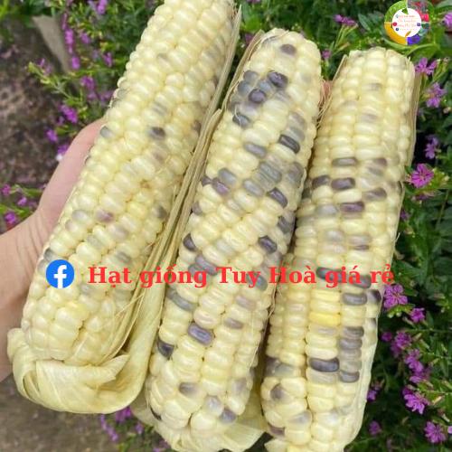 Hạt giống ngô nếp lai f1 tím ngọt 099 gói 500 gram