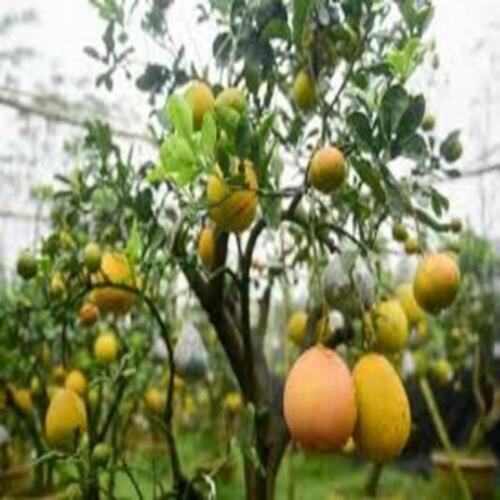 CÂY GIỐNG BƯỞI DIỄN