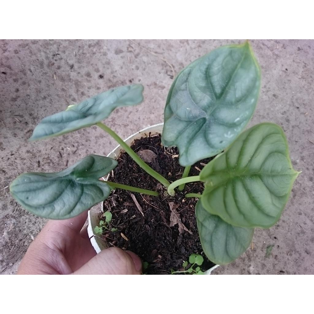 Môn Rồng Bạc - cây cảnh để bàn + tặng phân bón cho cây