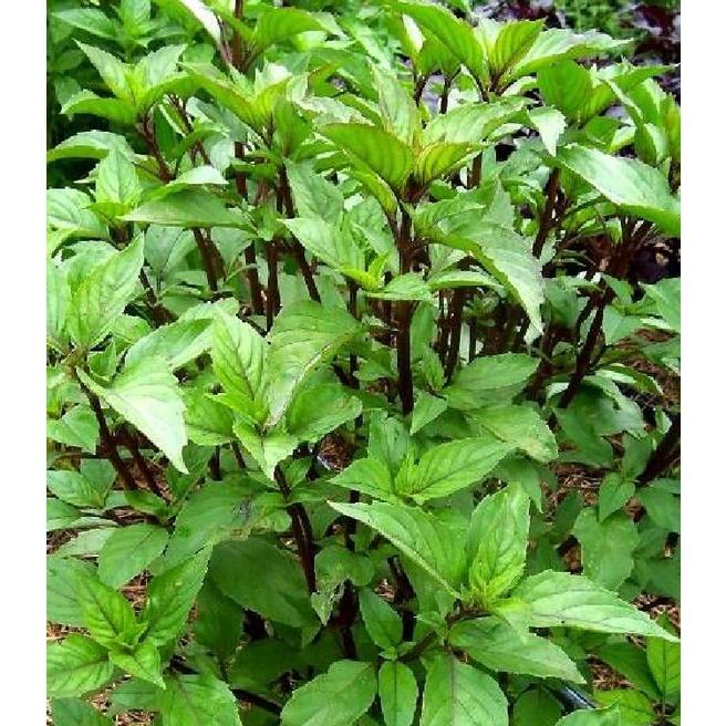 Hạt giống rau húng quế lá to CT130 - Gói 2gram