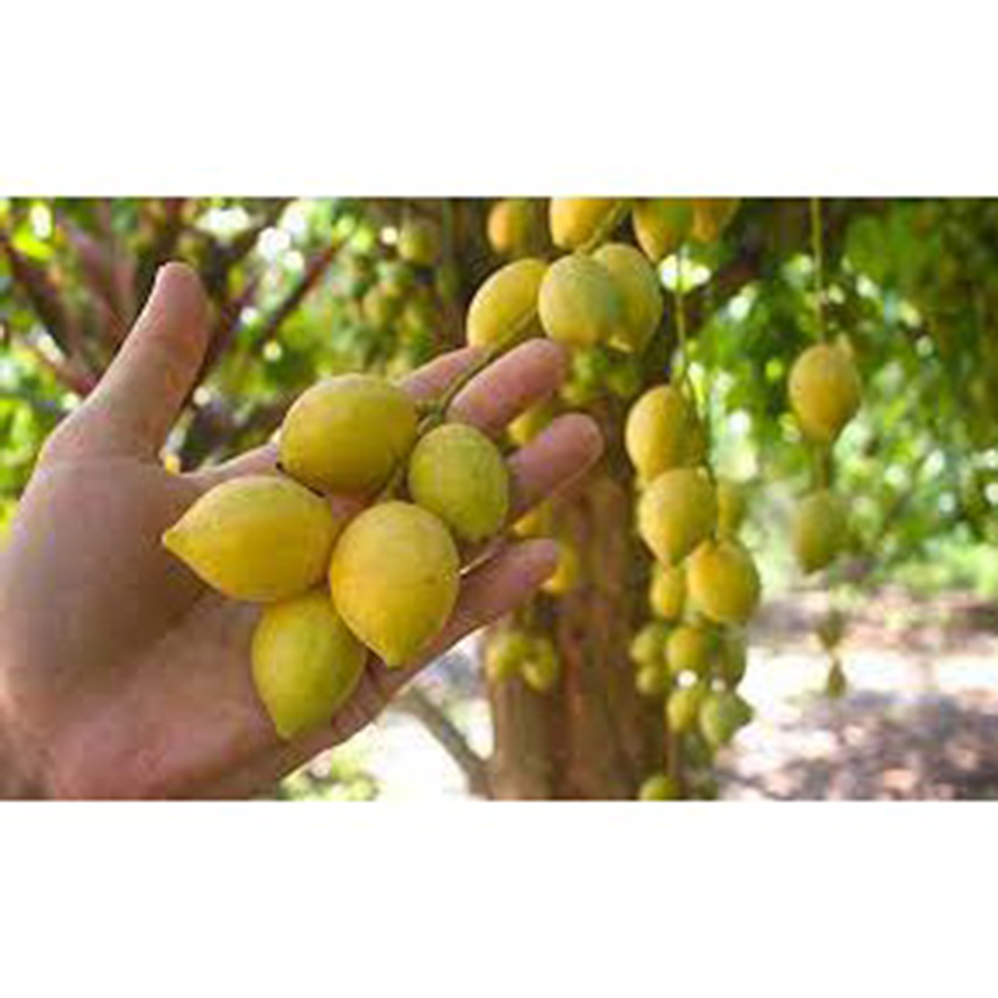 Cây Dâu Xiêm Thái lan ghép siêu trái.