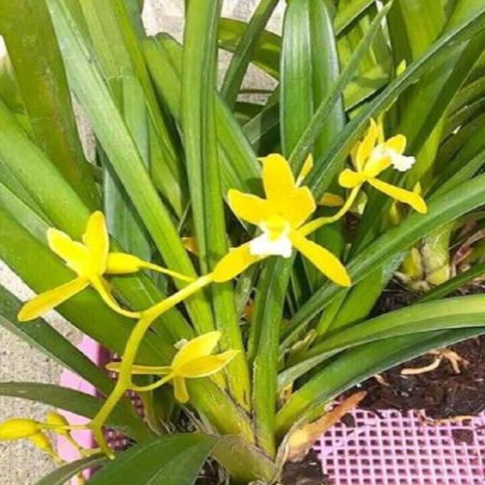 Hoa phong lan kiếm vàng