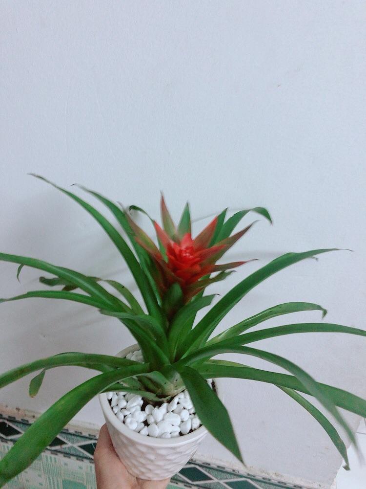 Chậu Cây Phong Lộc Hoa