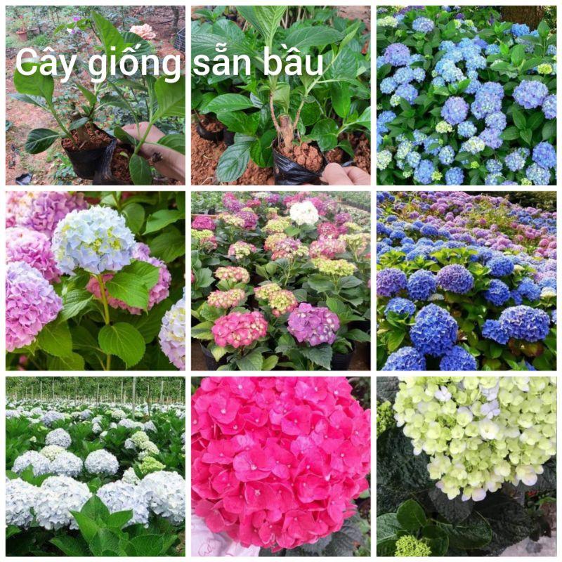 Cây giống cẩm tú cầu nhiều màu