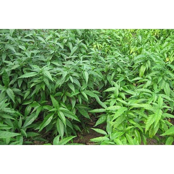 Cây xương khỉ, cây hoàn ngọc trắng- cây giống