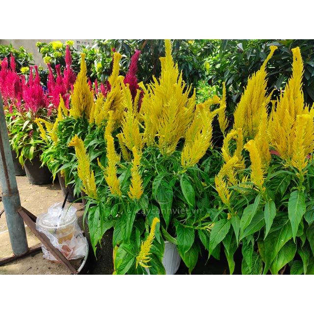 Hạt Giống Hoa Mồng Gà Đuôi Phụng Hoa Màu Vàng KNS3655 - Gói 50 hạt