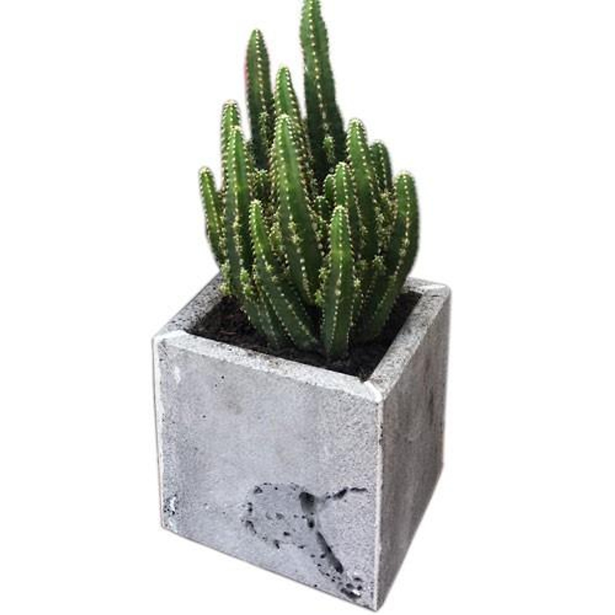 Chậu trồng sen đá bằng đá ong xám tự nhiên 10x10x10cm