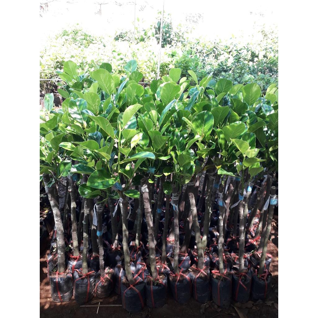 Cây giống mít Thái DA XANH GỐC TO GHÉP 2 NĂM như hình ()