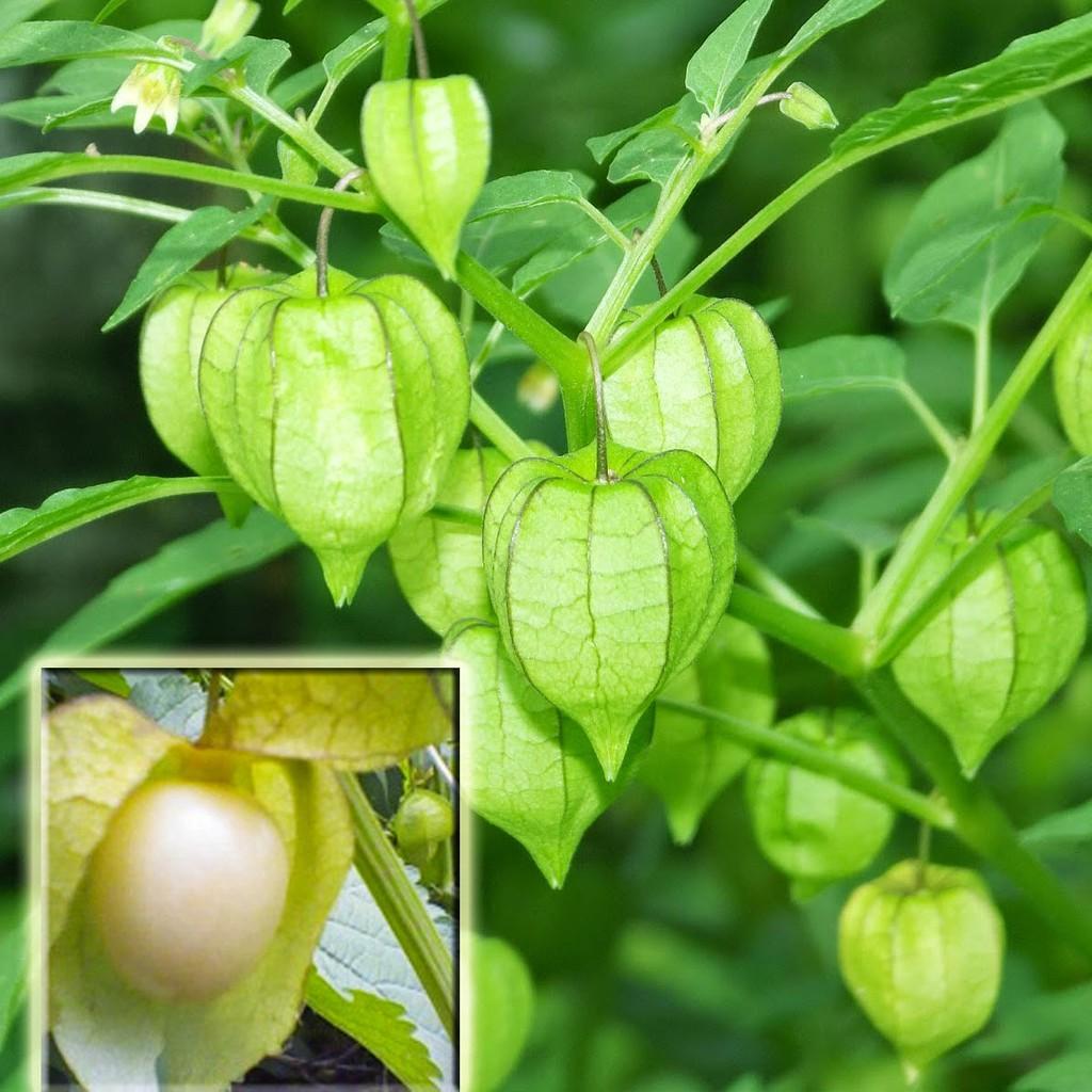 Hạt Giống Cây Thù Lù Nam Mỹ 50 hạt/gói
