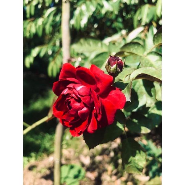 Hoa hồng leo Francis Dubreuil rose - hoa hồng pháp, hoa thơm