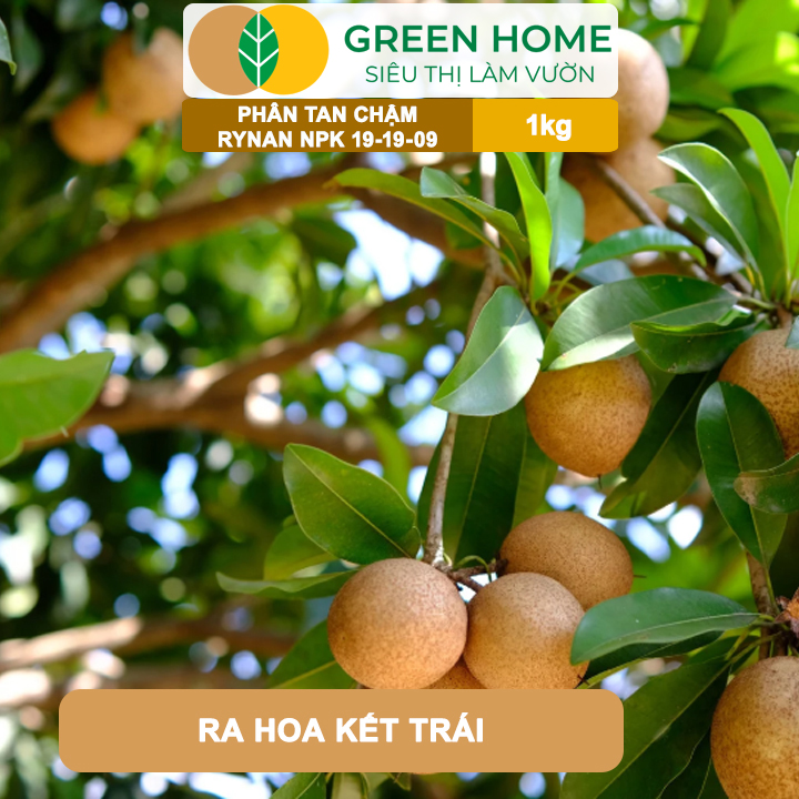 Phân Tan Chậm GreenHome, Rynan NPK 19-19-09, Túi 1kg, Giúp Cây Ăn Trái Phát Triển Mạnh, Chất Lượng