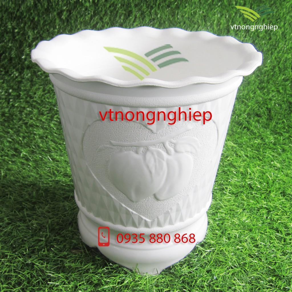 Chậu hoa Quả Đào, đường kính 22cm cao 23cm