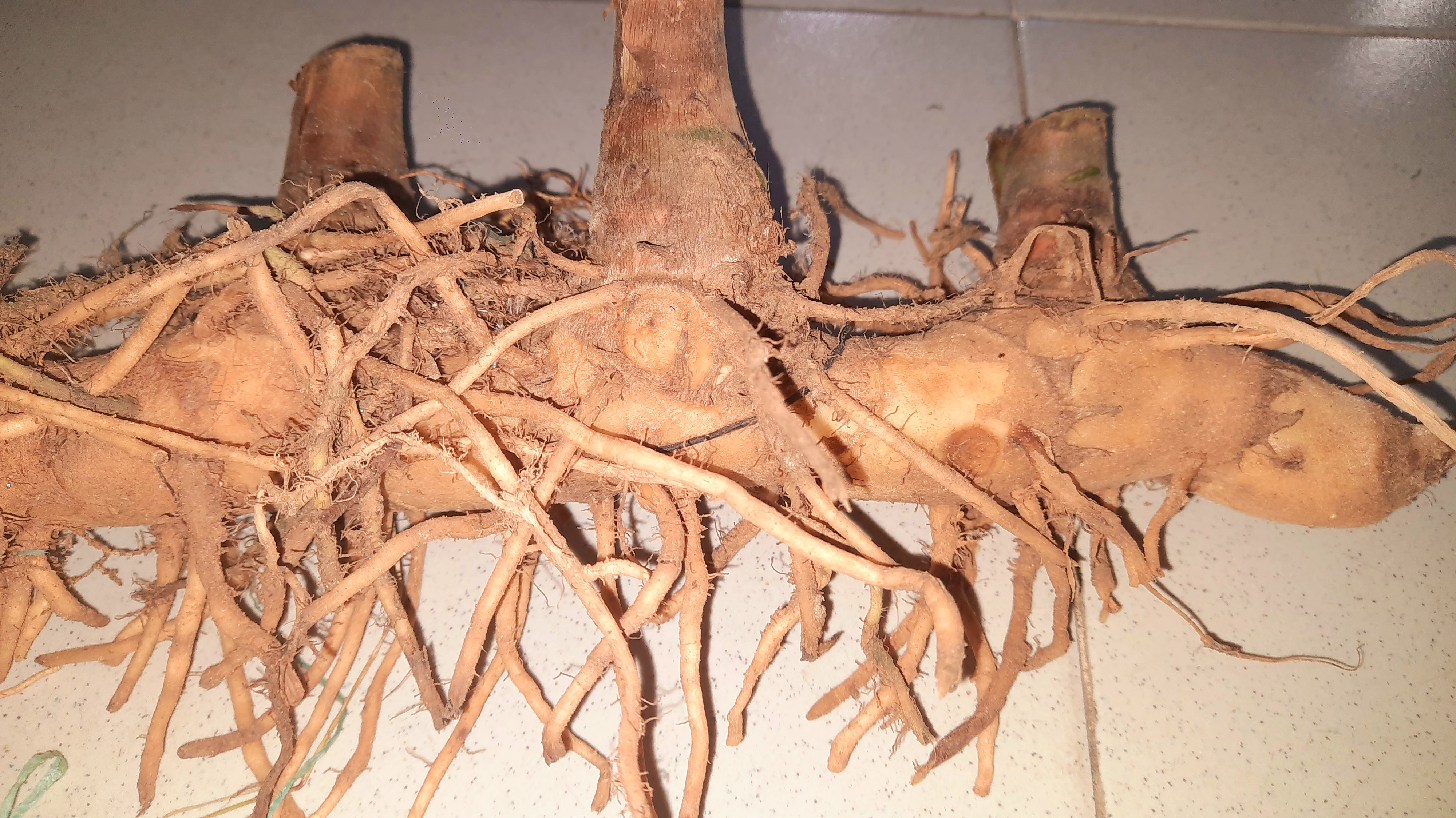 Củ cát lồi - củ cây mía dò, củ tươi