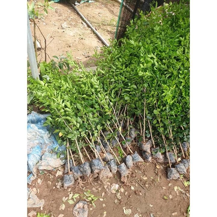 Cây nguyệt quế hoa trắng - Thơm xanh quanh năm