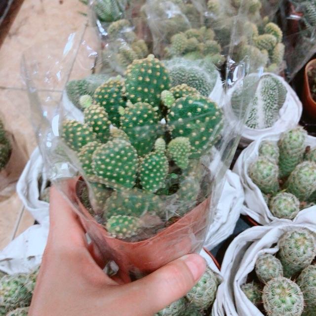 Xương rồng tay thỏ bụi nhiều cây