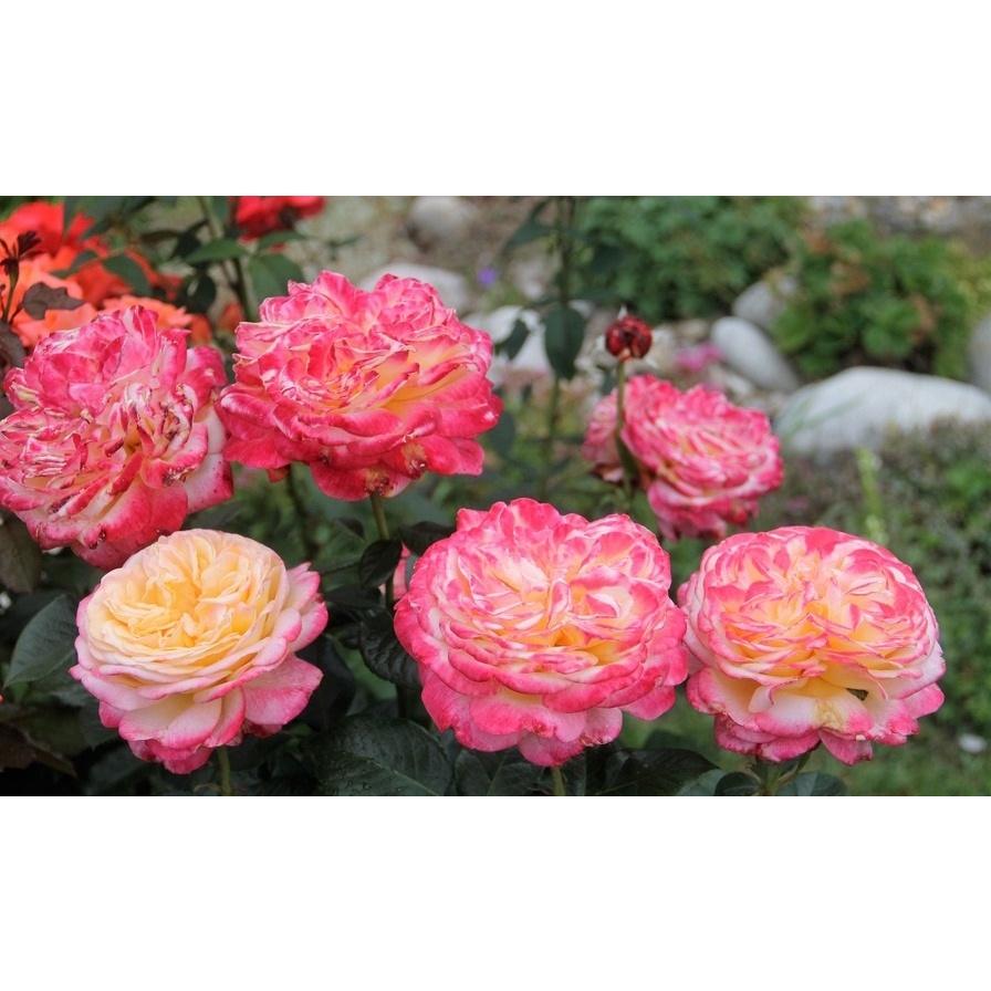 Hoa hồng leo Đức Kordes Jubilee - cây giống rễ trần