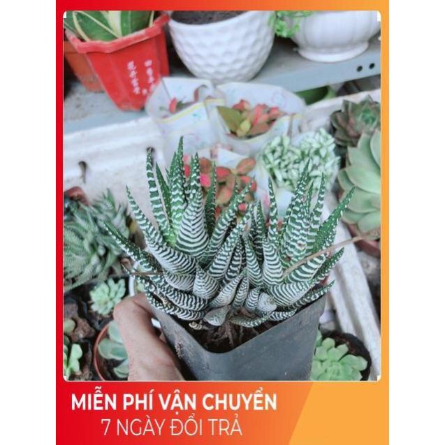 Chậu Móng Rồng