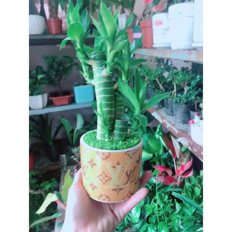 Chậu Trúc Phát Tài