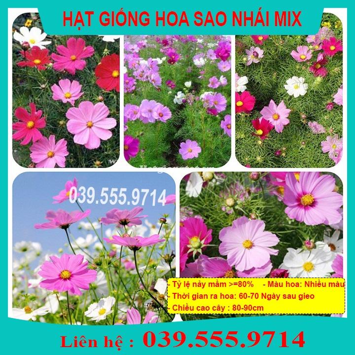 Hạt Giống Hoa Sao Nhái Nhiều Màu ( Hoa Cánh Bướm)