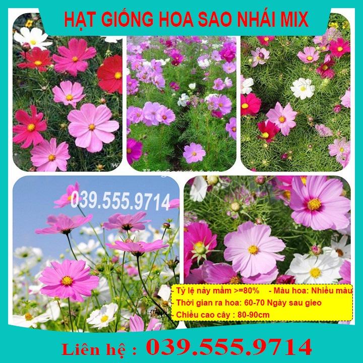 Hạt Giống Hoa Sao Nhái Nhiều Màu