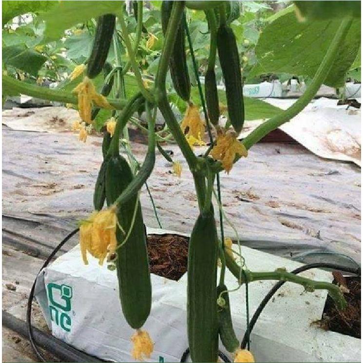 Hạt giống dưa leo baby chùm siêu quả-gói 10 hạt/tặng kèm gói phân bón lót