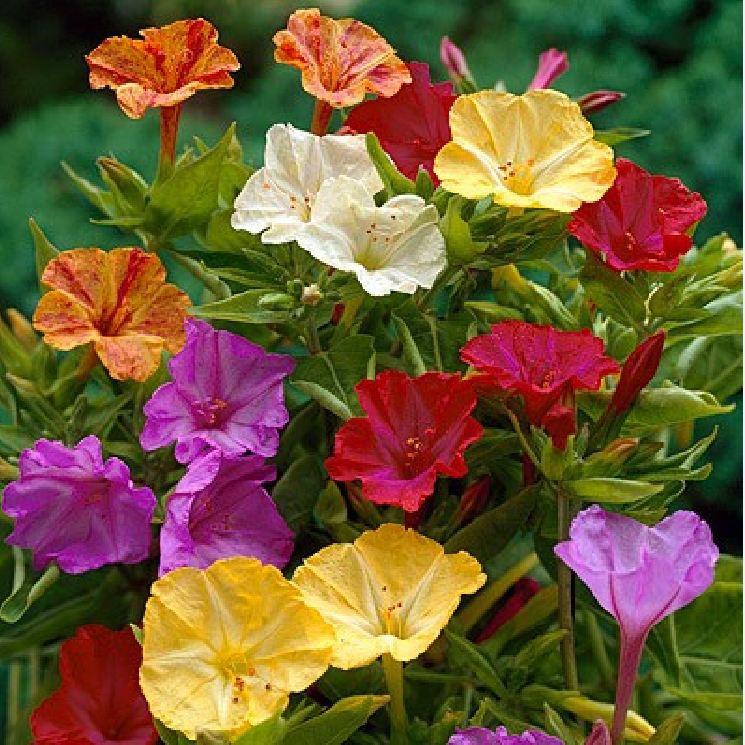 Hạt giống hoa bông phấn mix Nhiều màu 50 hạt/gói