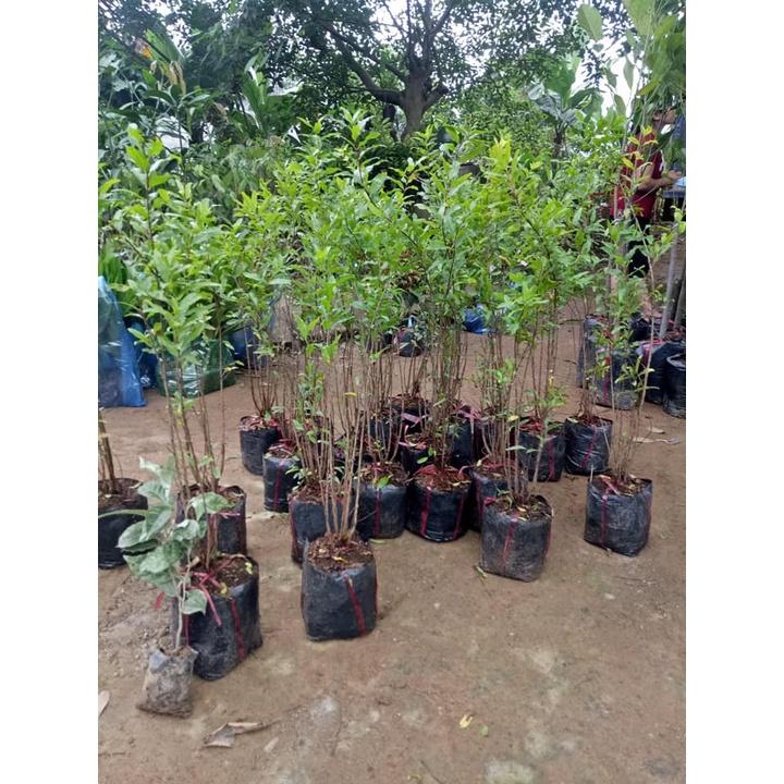 Cây Lựu Tím - Giống cây trồng cây ăn trái