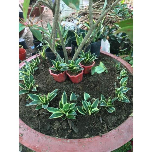 Cây lưỡi hổ thái