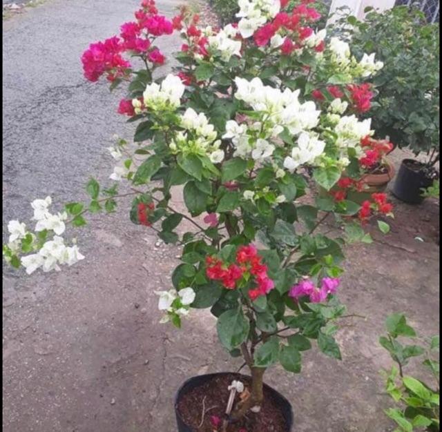 CHUẨN CHUẨN Cây hoa giấy ngũ sắc