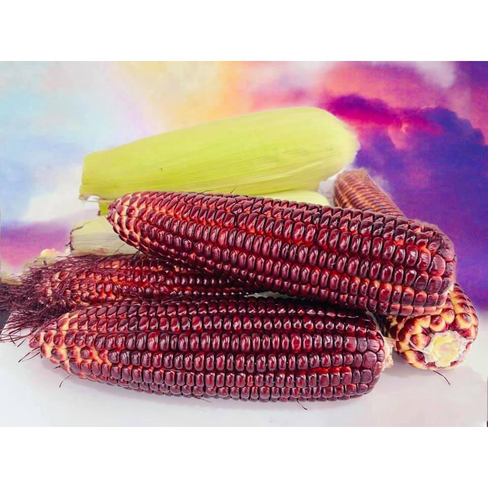 Hạt giống bắp nữ hoàng đỏ