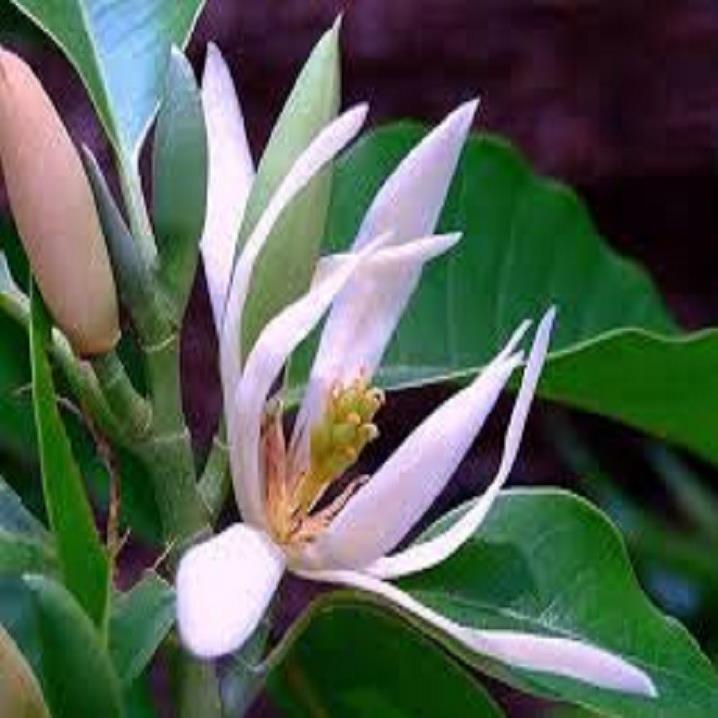 CHẬU CÂY HOA NGỌC LAN TRẮNG- CÂY CHOAI LỚN, SẮP HOA