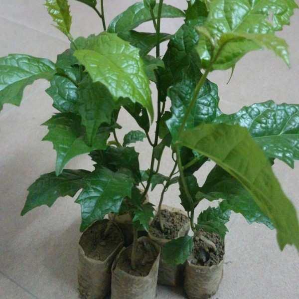 Combo 5 bầu Cây xạ đen giống