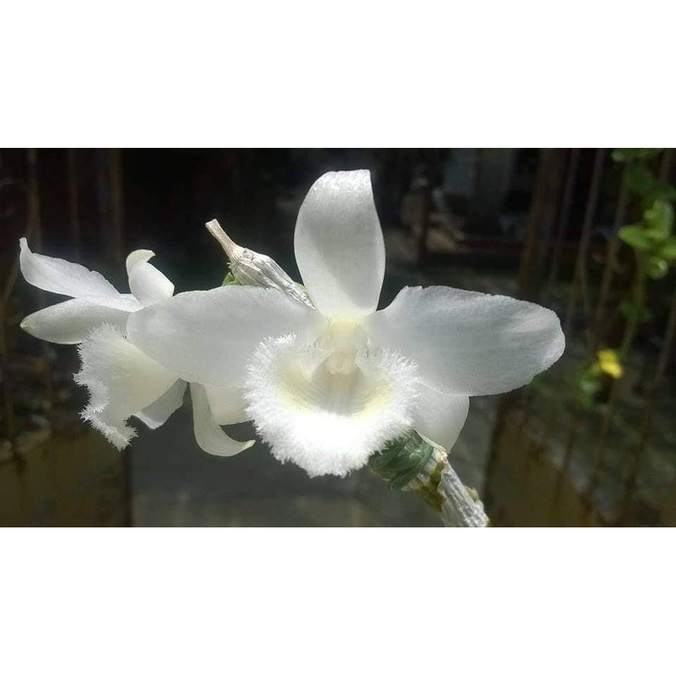 HOA LAN Nữ Hoàng Tuyết cây cực đẹp