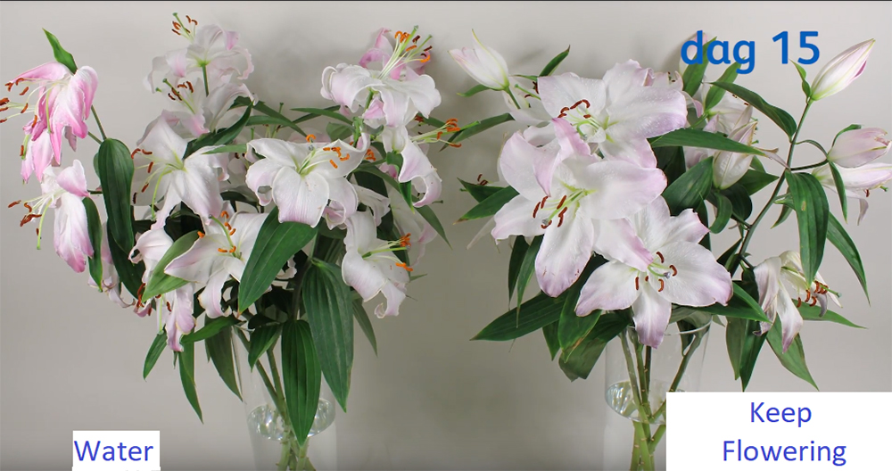 Nước cắm hoa lâu tàn Keep Flowering