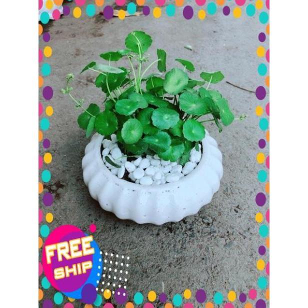 Chậu Cỏ Đồng Tiền