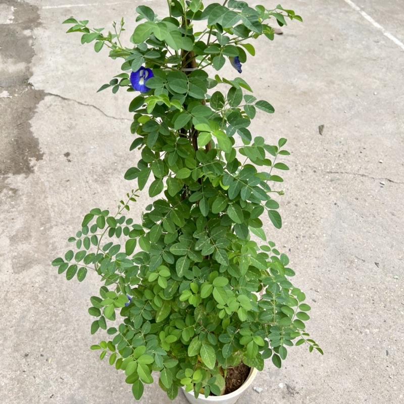 Chậu cây hoa đậu biếc cao 45-55cm, cây hoa leo giàn, ban công tạo bóng mát, trồng trang trí sân vườn