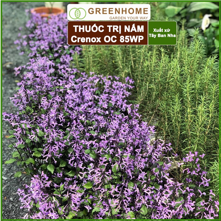 Thuốc Trị Nấm Cây Trồng Greenhome, Coc85 Wp, Gói 20gr, Trừ Đốm Lá Cho Hoa Hồng, Nấm Trên Kiểng Lá, Cây Cảnh, Cây Ăn Quả