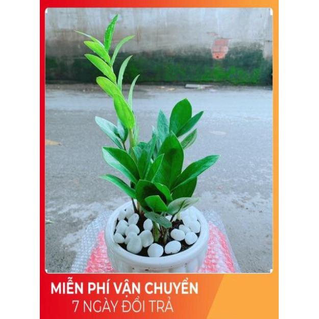 Chậu Kim Tiền Thái