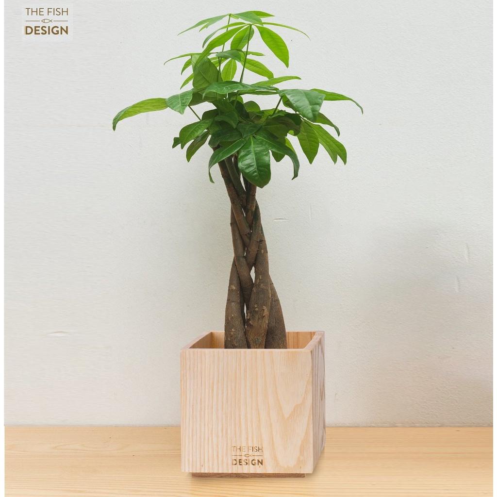 Chậu Cây Kim Ngân Xoắn | THE FISH DESIGN Size L