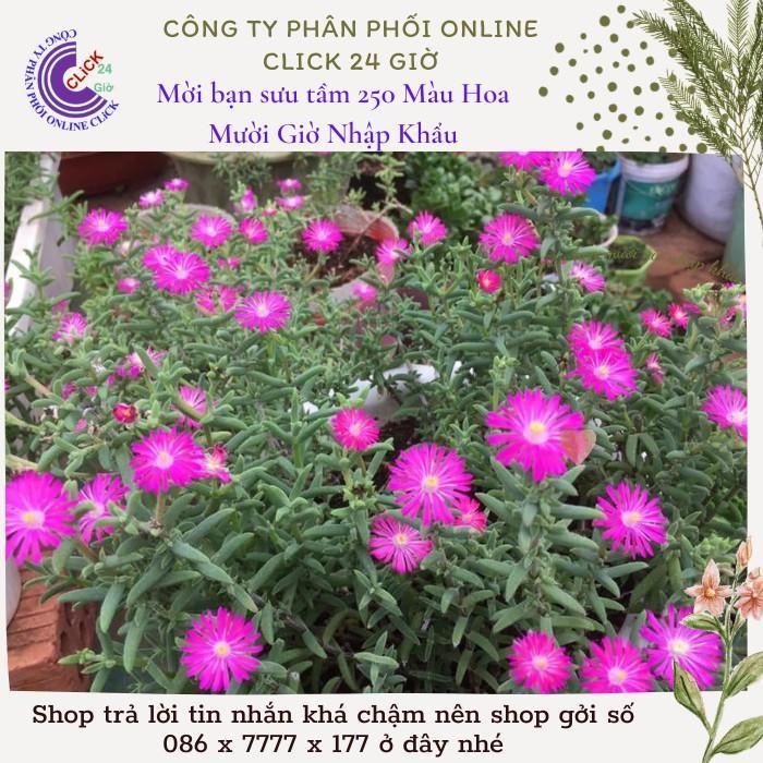 Combo 5 Cây Hoa Mười Giờ Nam Phi Đẹp Lạ Mắt Giống Chuẩn Hoa Mười Giờ Bonsai & Phụ Kiện