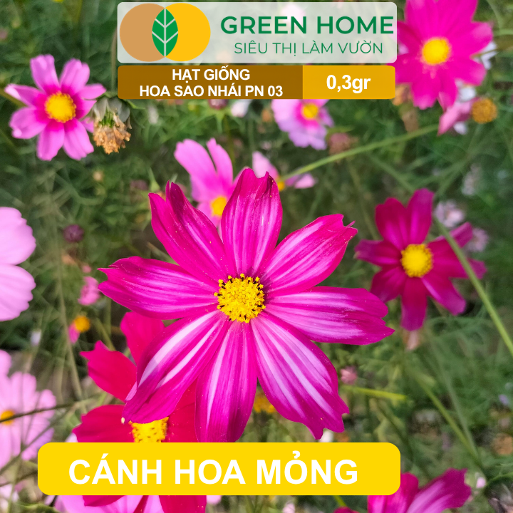 Hạt Giống Hoa Sao Nhái Mix GreenHome, Gói 0,3g, Sai Hoa, Màu Rực Rỡ, Dễ Trồng Quanh Năm H13
