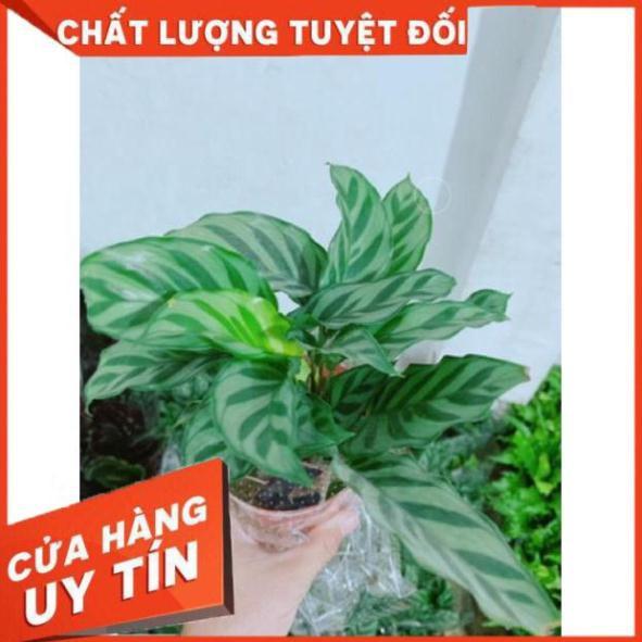 Chậu đuôi công xanh lá nhỏ
