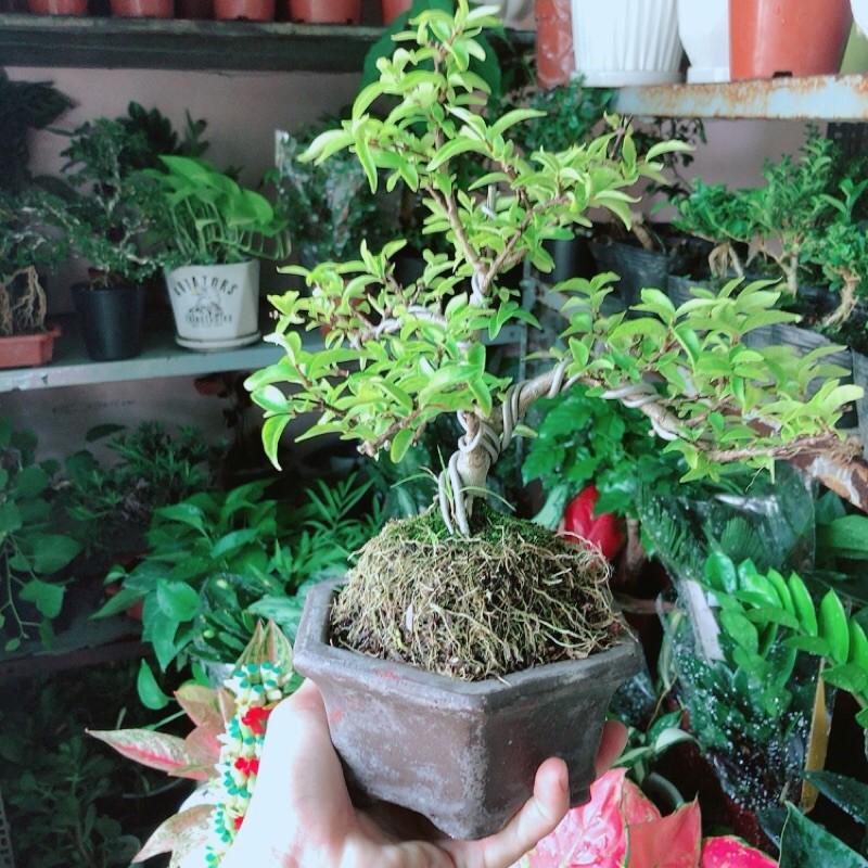 Chậu Mai Chiếu Thuỷ Bonsai Mini