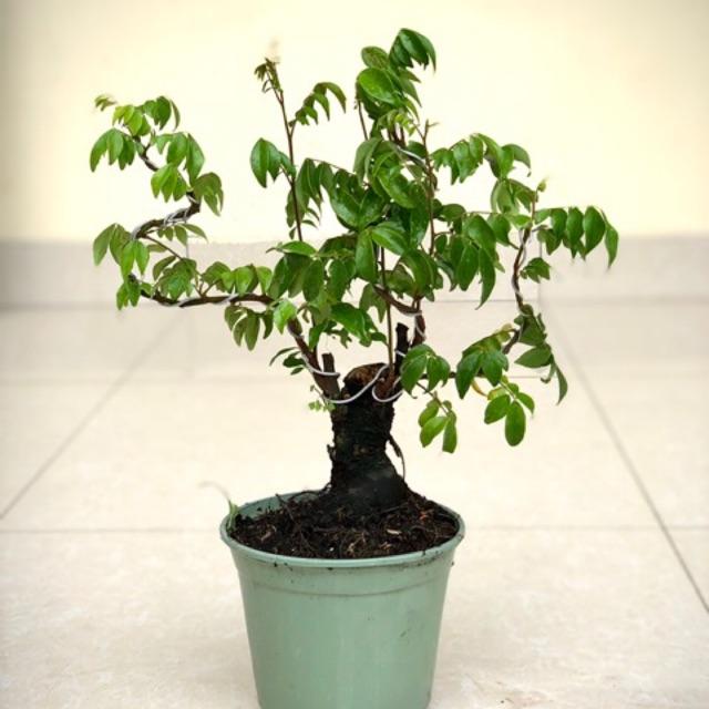 Cây khế bonsai cao 35-40cm