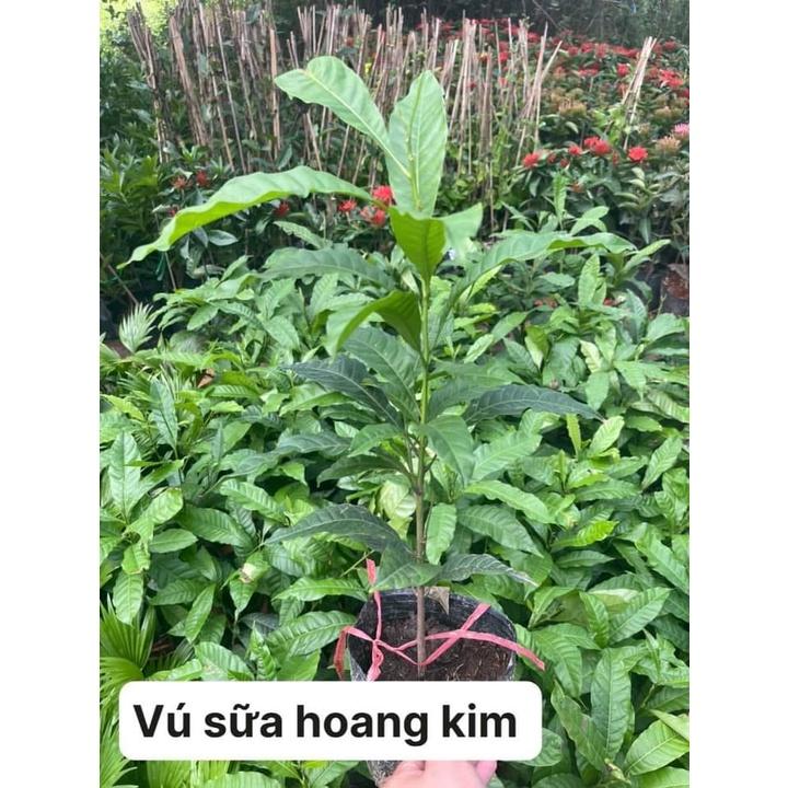 Cây giống vú sữa Hoàng Kim, giống cây khỏe, quả ngon rất thơm, ít sâu hại và sớm cho trái, không mất nhiều công chăm sóc