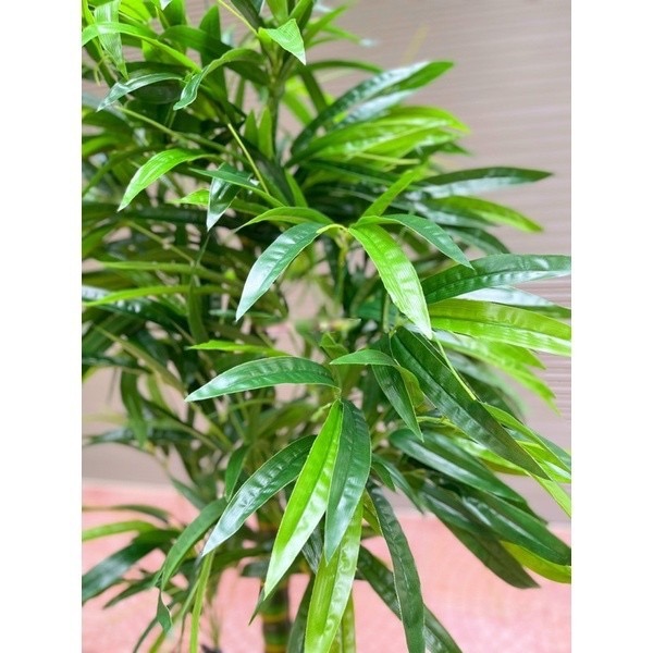 Cây trúc phật bà giả - cao 170cm - 3 nhánh - Cây giả, hoa lụa Decor trang trí nhà cửa