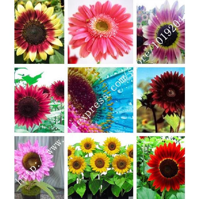 Combo 2 gói Hạt giống hoa hướng dương nhiều màu-gói 30 hạt/tặng kèm 3 viên nén ươm hạt