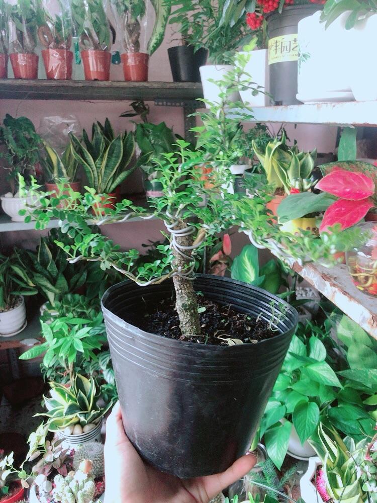 Cây Cần Thăng Bonsai