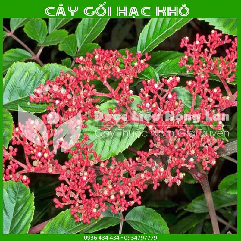 Cây Gối Hạc khô đóng gói 1kg