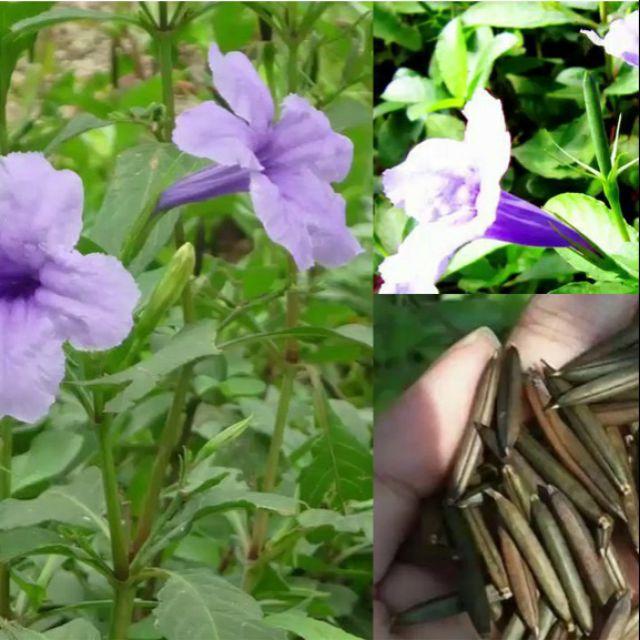 Cây giống cây quả nổ